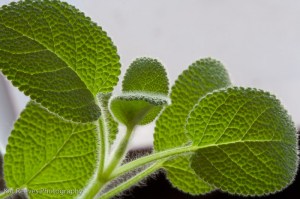 Bean and Sage-100228-0003